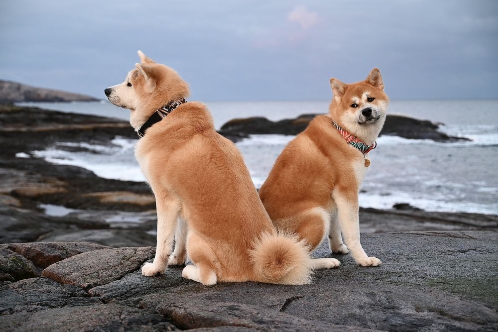 Японцы на море