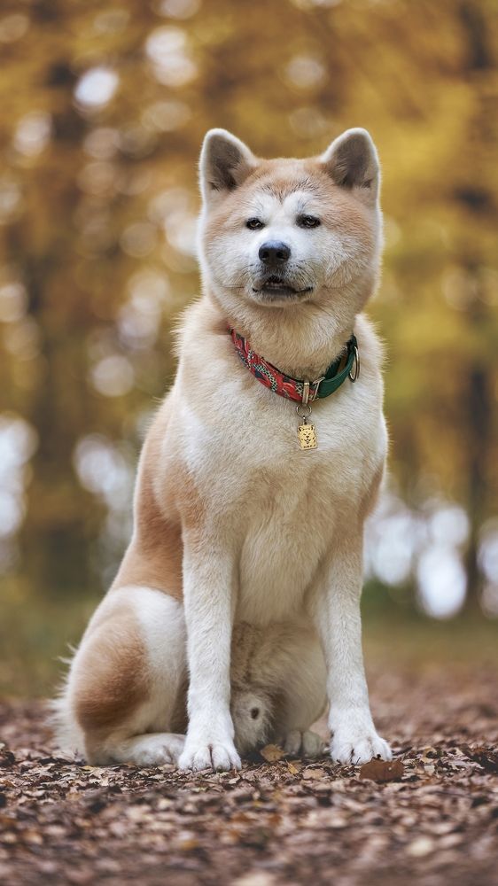 Рыжим идет осень