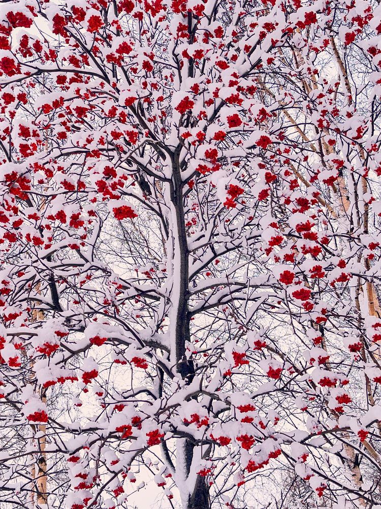 Кружево ветвей