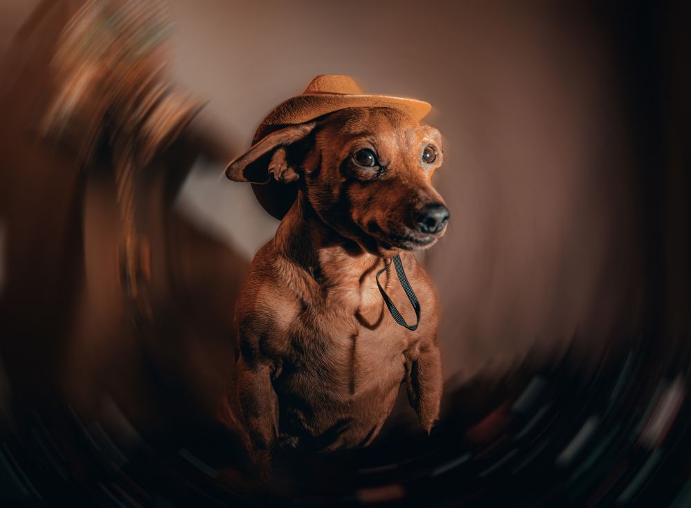 Фотография автора Алина Руденко