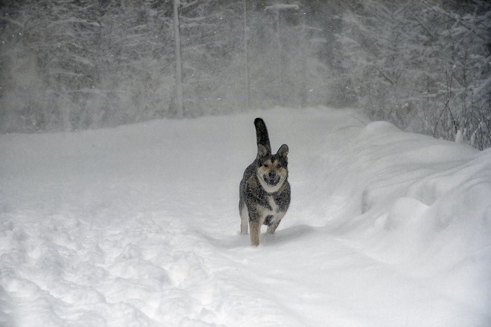 Photograph by Клясюк Галина