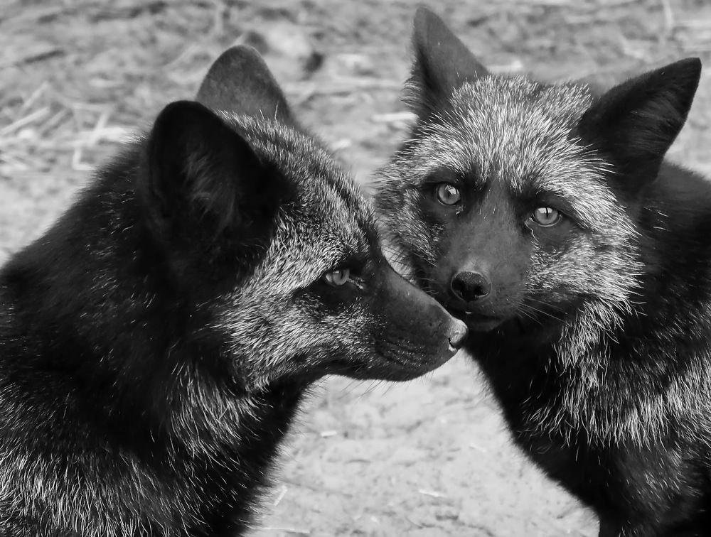 Photograph by Сергей Маслов