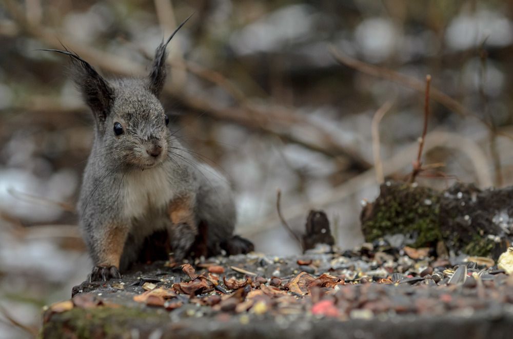 Photograph by Владимир Янчук