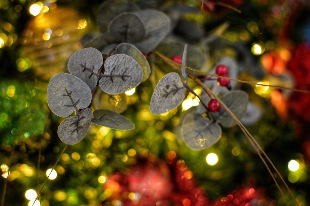 Photograph by Susie Castellano