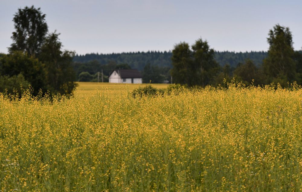 Photograph by Светлана Пронина