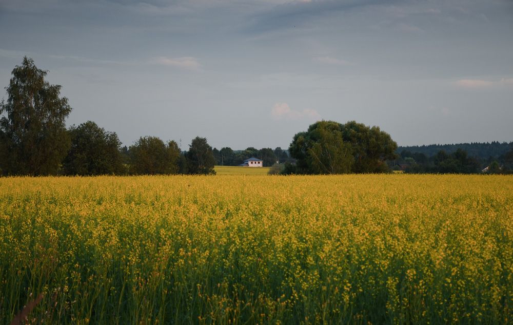 Photograph by Светлана Пронина