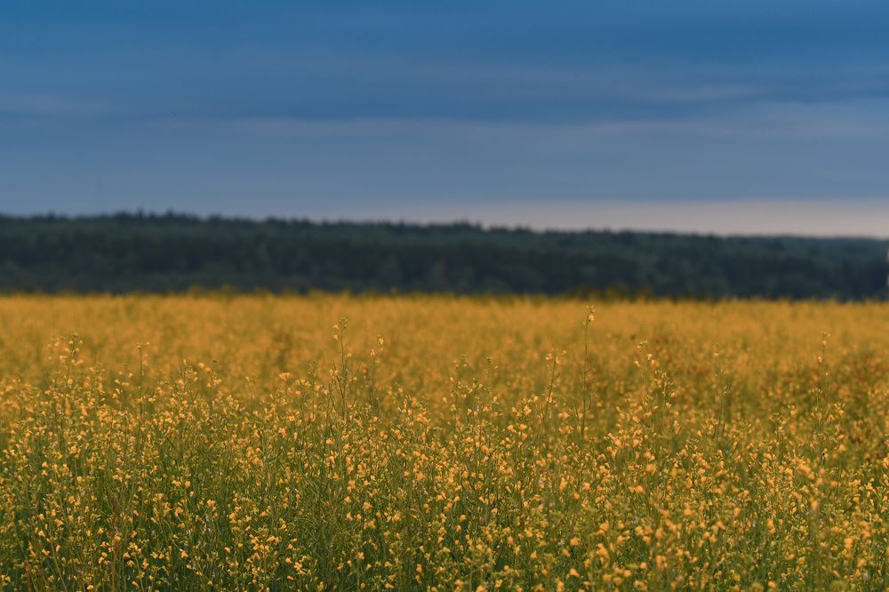 Photograph by Светлана Пронина