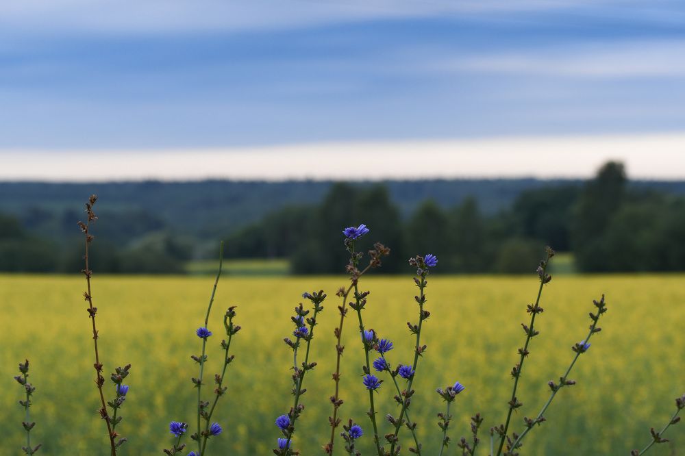 Photograph by Светлана Пронина