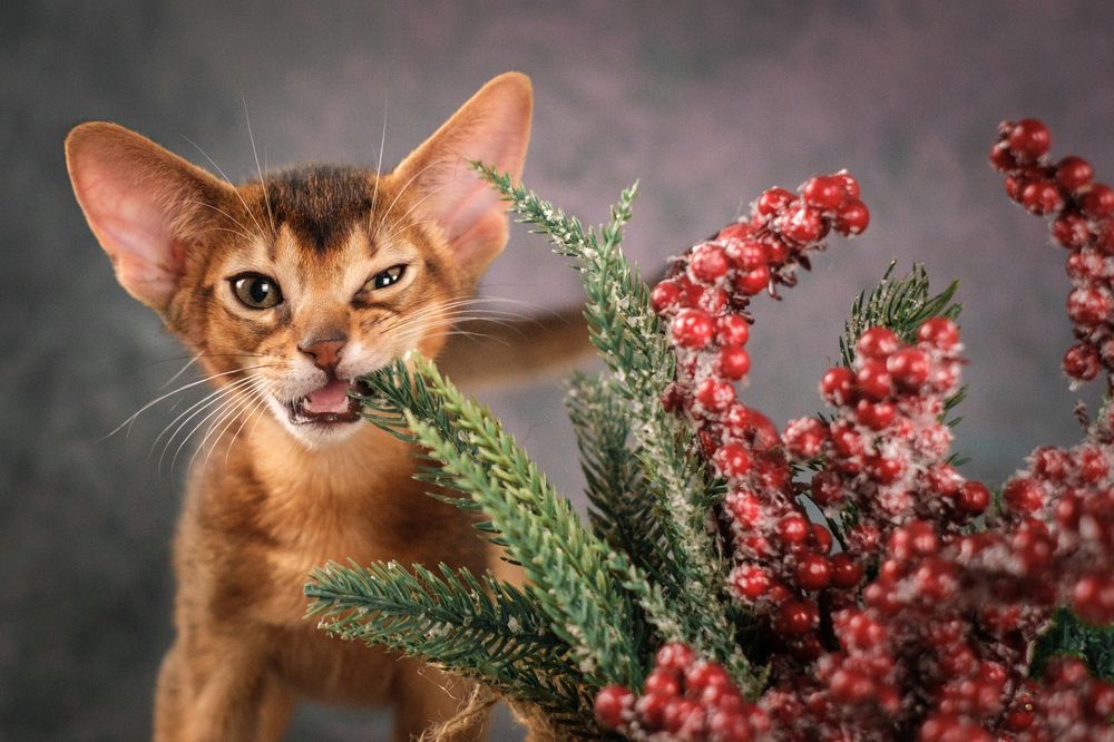 Photograph by Dina Damotseva