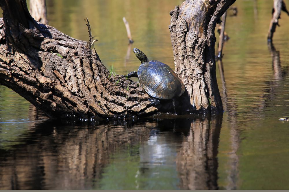 ЦАРСТВО БОЛОТНЫХ ЧЕРЕПАХ.