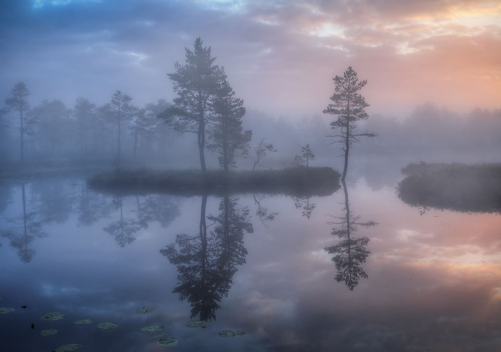 Одно летнее утро...