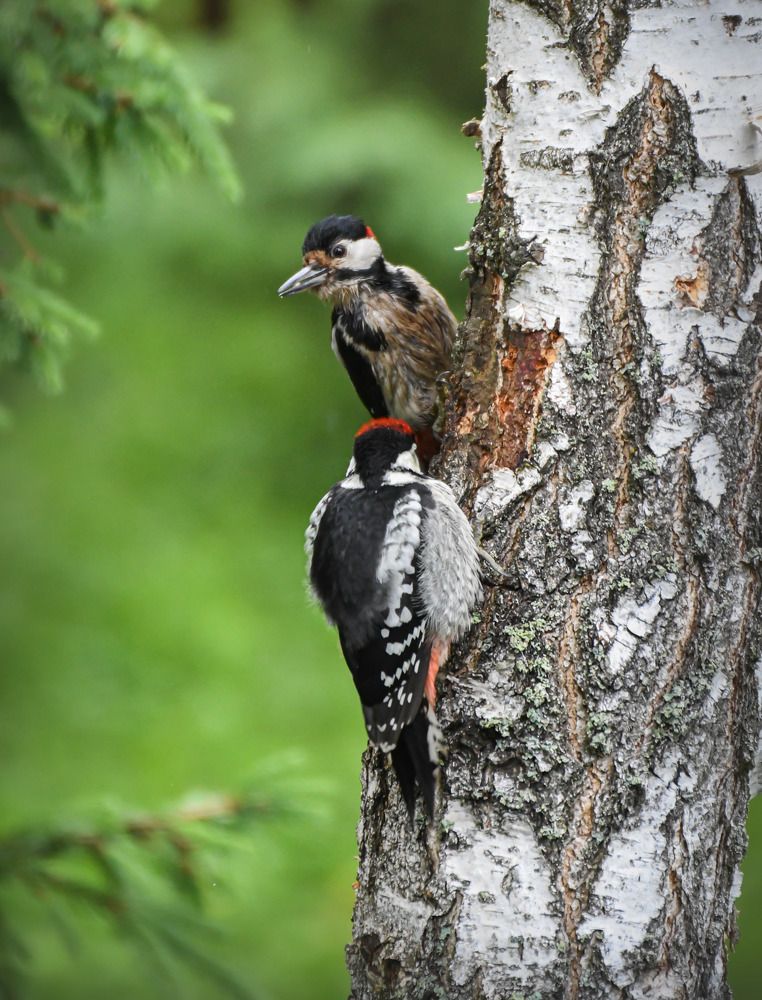 Большой пестрый дятел (самец) и его слеток. Кормление.