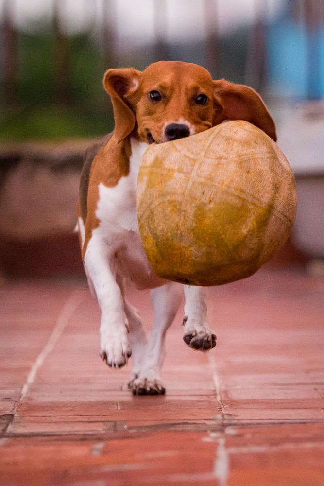 Photograph by Evelyn Carnot Montes