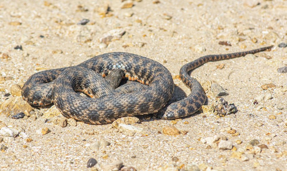 Photograph by Савчук Сергей