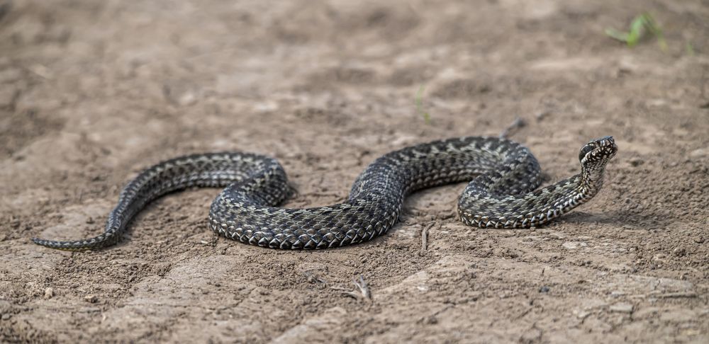 Photograph by Савчук Сергей