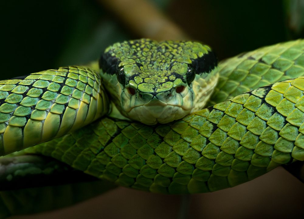 Lethal elegance in green