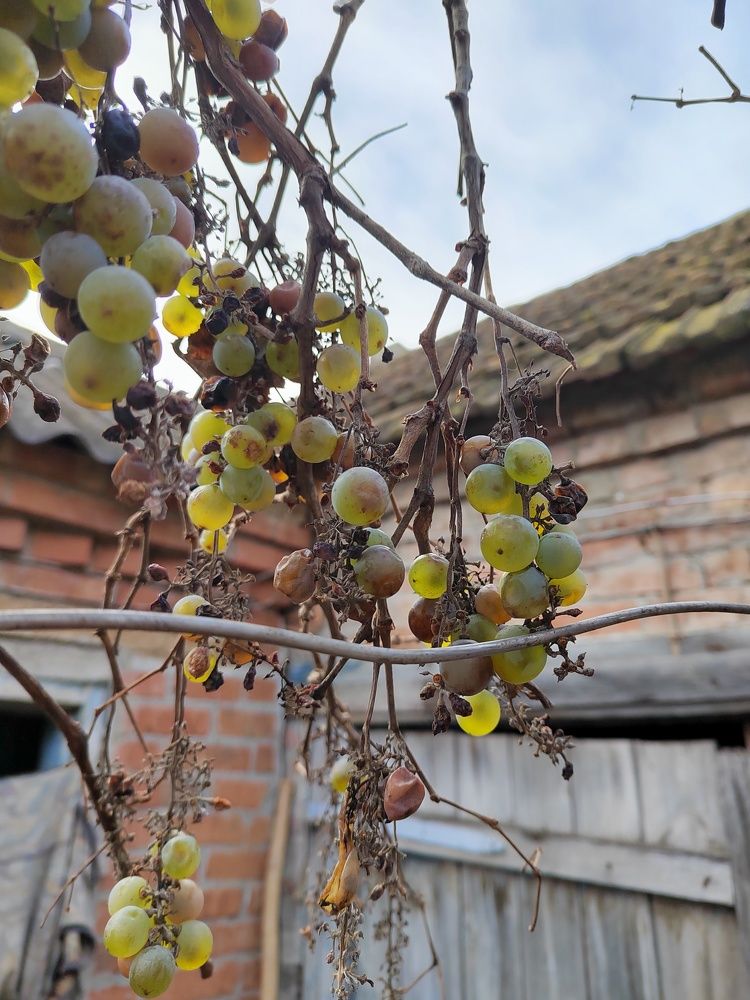 Photograph by Молчанова Ольга