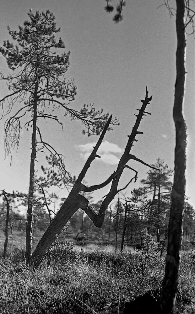 Архангельская тайга.