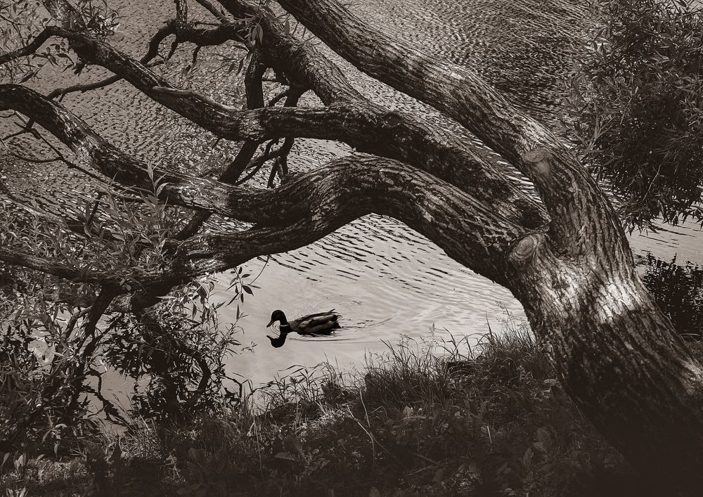 Photograph by София Стрыгина