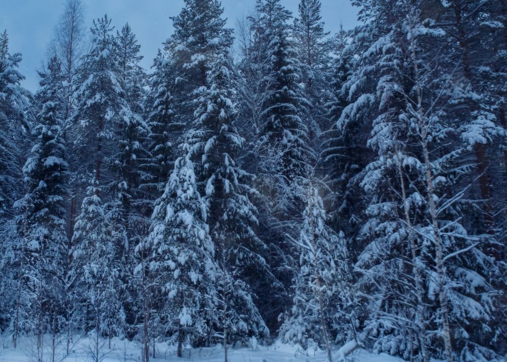 Photograph by Тамара Вотинцева