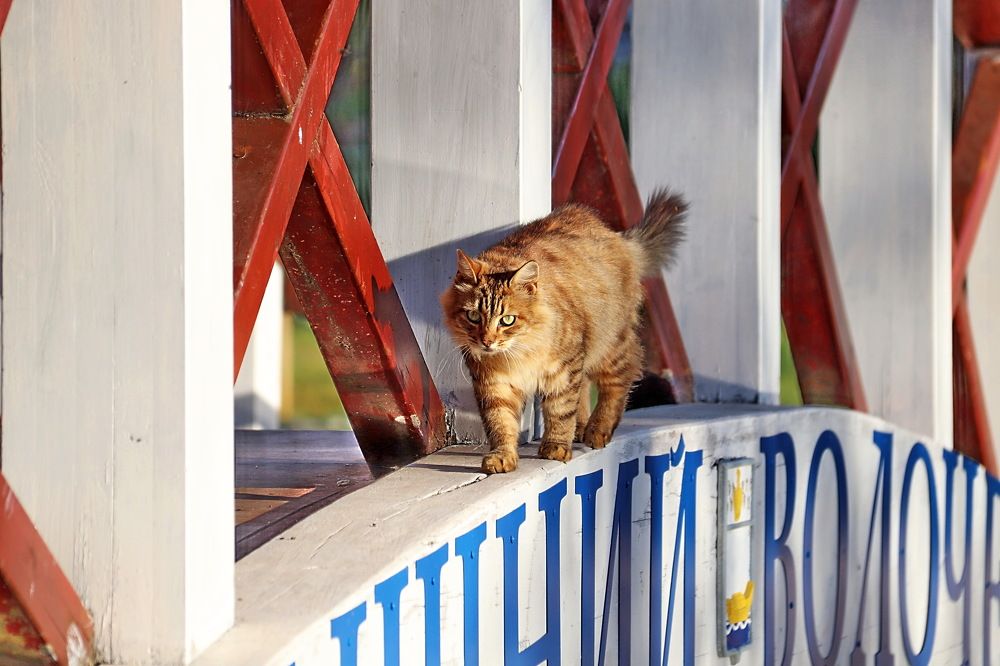 Хозяин города