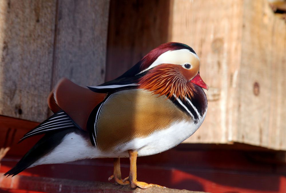 Photograph by Мария Самоловова