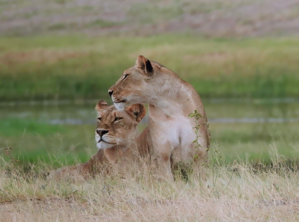 Two lionesses