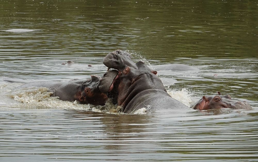 Hippos fight