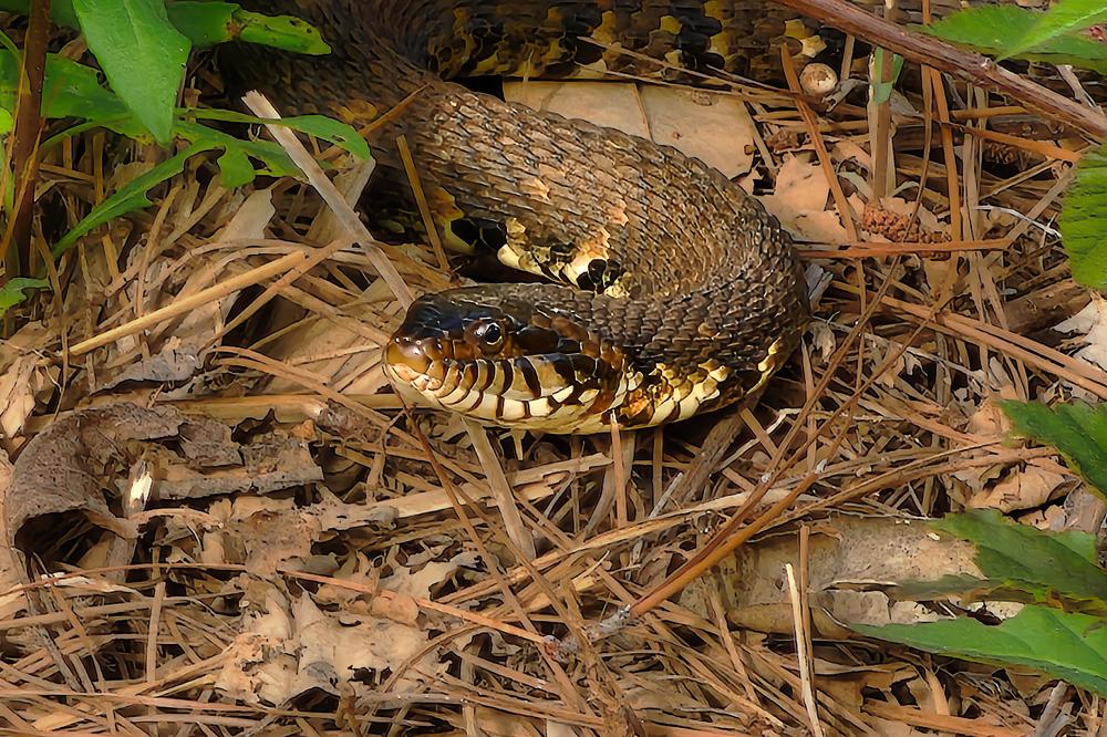 Water Snake Among Forest Foliage
