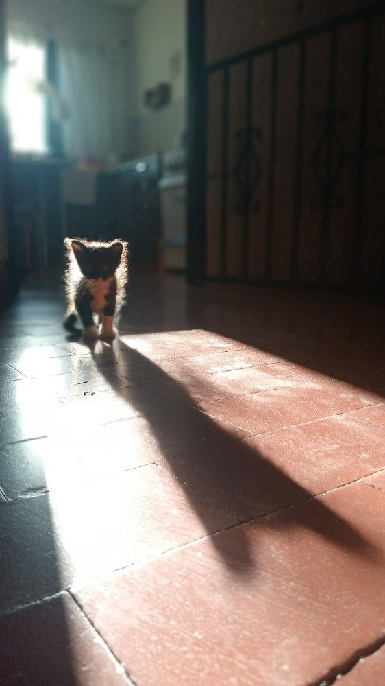 Photo #11593439