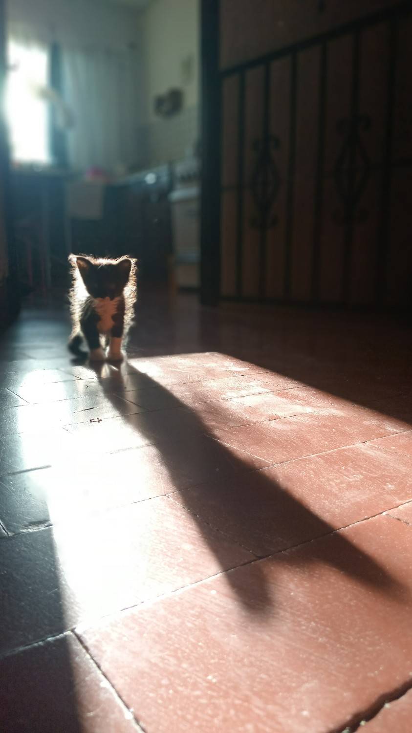Photo #11593439