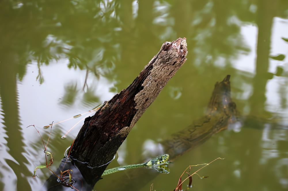 Old Tree Stump In The Swamps