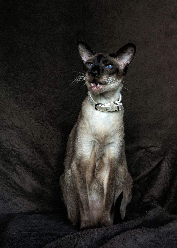 Photograph by Lev Tsenter