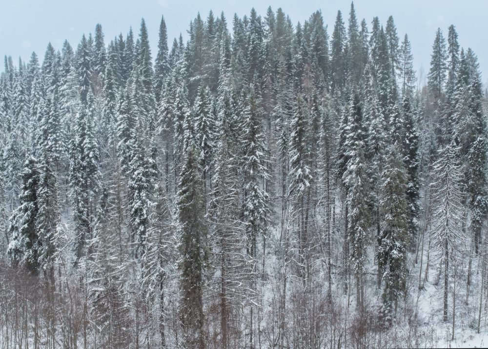Photograph by Тамара Вотинцева