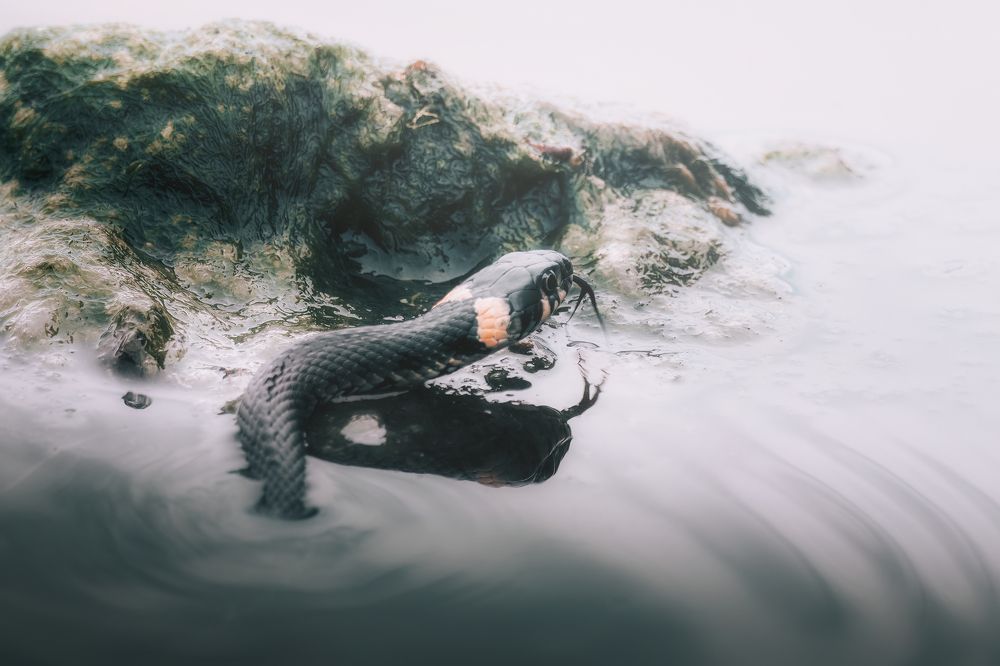 Photograph by Маргарита Смоленская