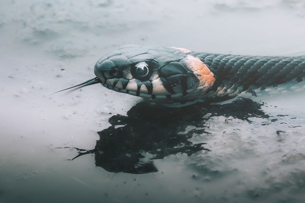 Photograph by Маргарита Смоленская