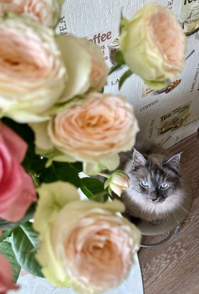 Photograph by Инна Шикуева