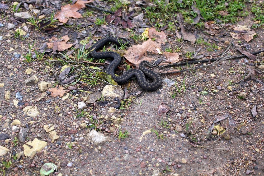 Photograph by Olga Bagaeva