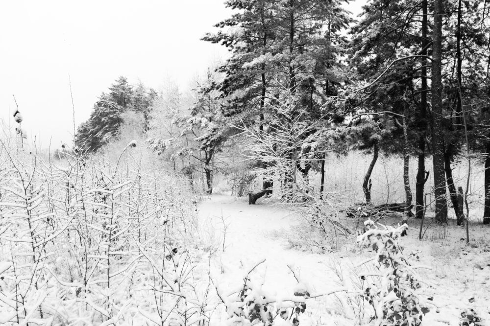 Photograph by Дмитрий Тимин