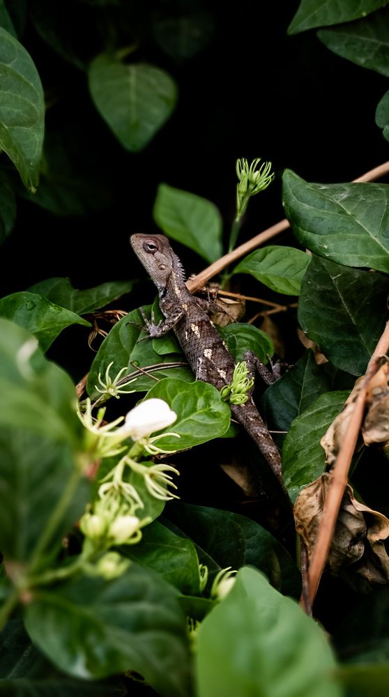 The Lizard of Oz: Leaf Edition