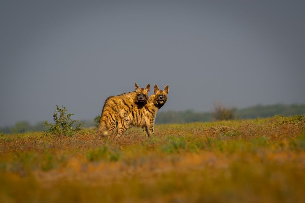 Hyena Courtship in the Little Rann of Kutch Desert