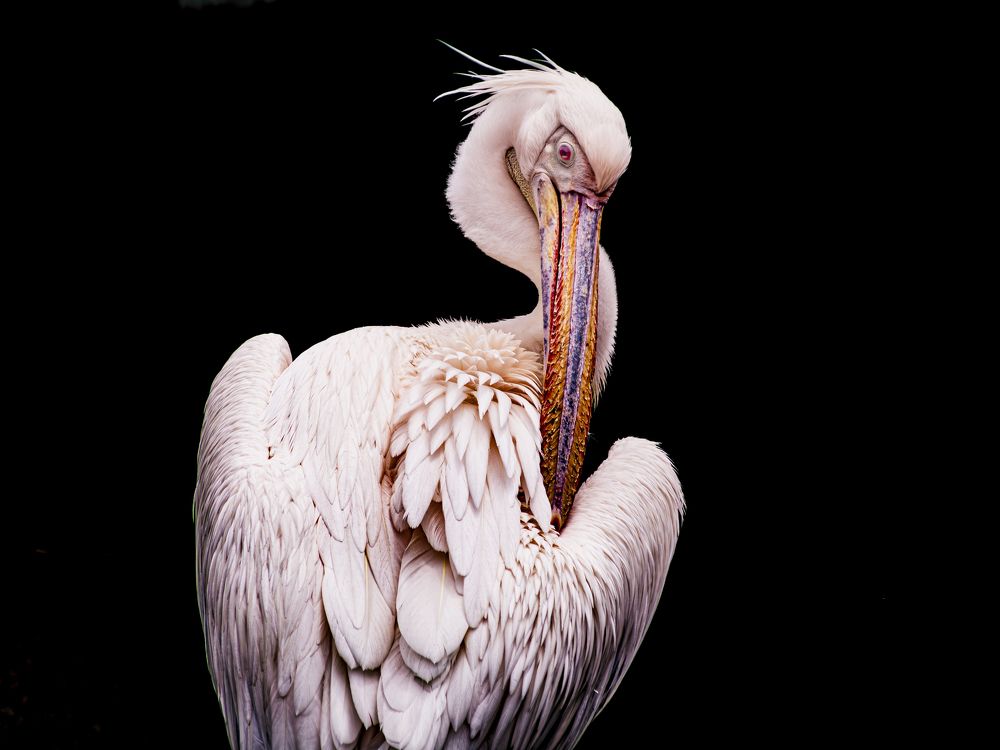 A beautiful pelican lookback