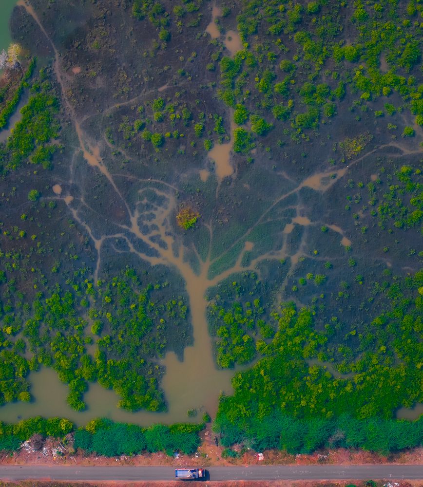 The Tree-Shaped Mangroves of Antarvedi