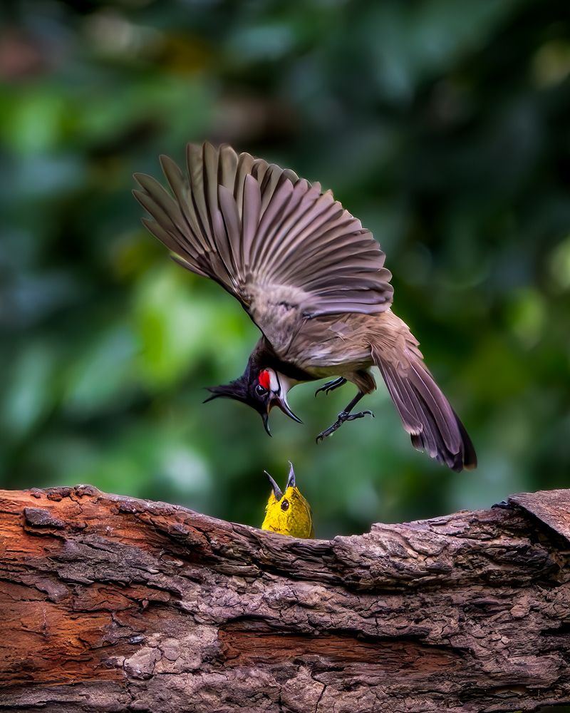 Photograph by Vipin P C