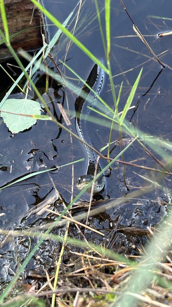 Photograph by Елена Гущина