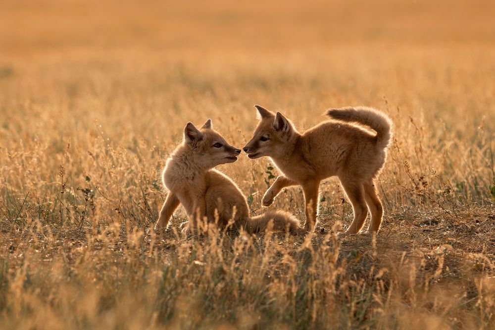 Игры корсачат