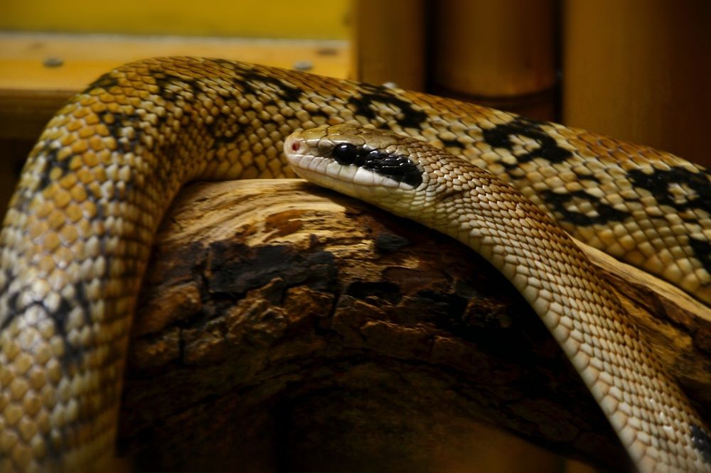 Фотография автора Анатолий Борисенко