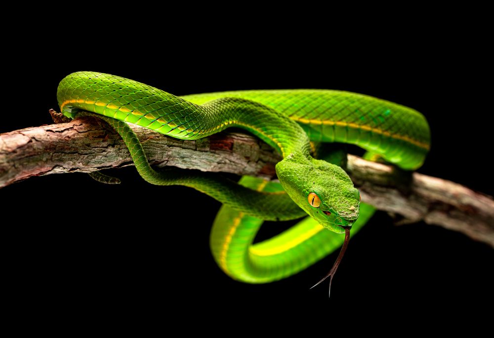 Photograph by Tran Phuong