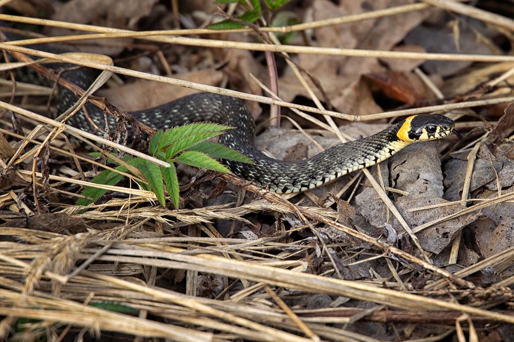 Фотография автора Aleksei Kartashov