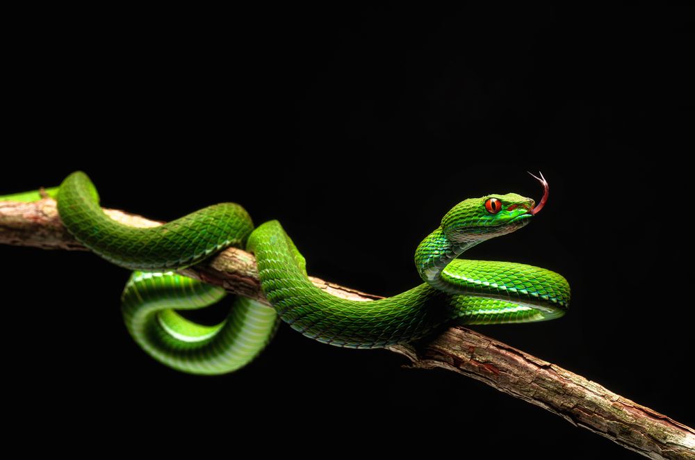 Photograph by Tran Phuong